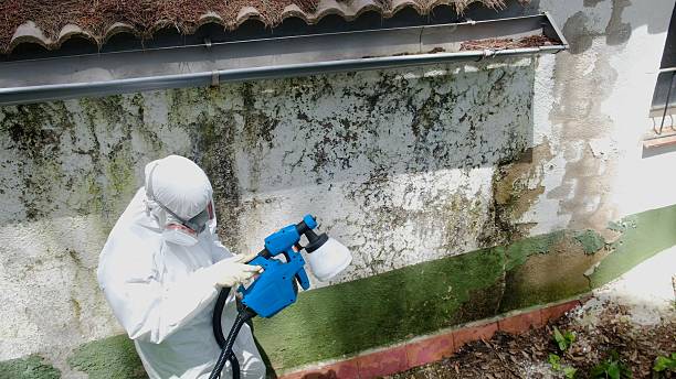 Top rated local Mold Remediation specialists in Clermont, FL